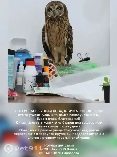 Пропала птица, Томузловская, Будённовск — ручная сова по кличке Пушок - photo