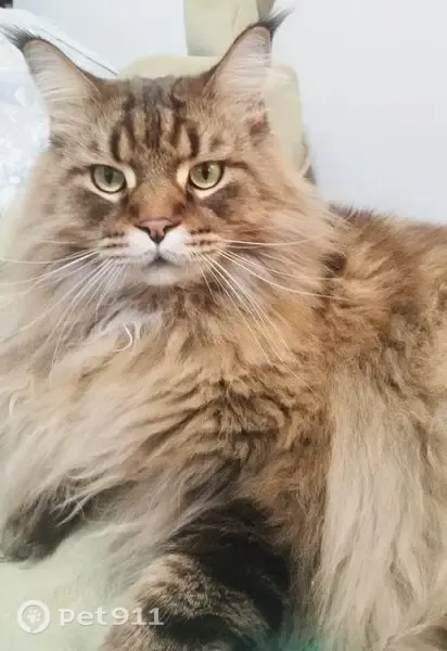 Пропала кошка, Территория СНТ СН Линза, Полянка — коричневый кот, мейн-кун - photo
