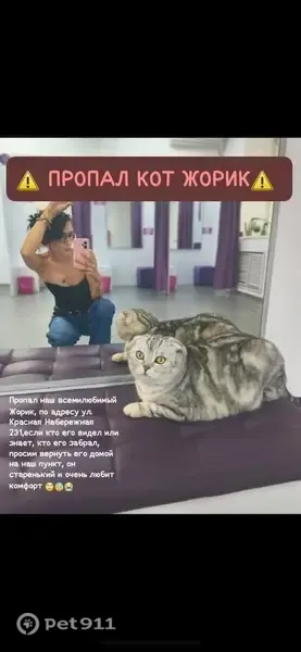 Пропал кот, Астрахань, Красная Набережная, д. 231 1 — откликается на имя Жорик - photo