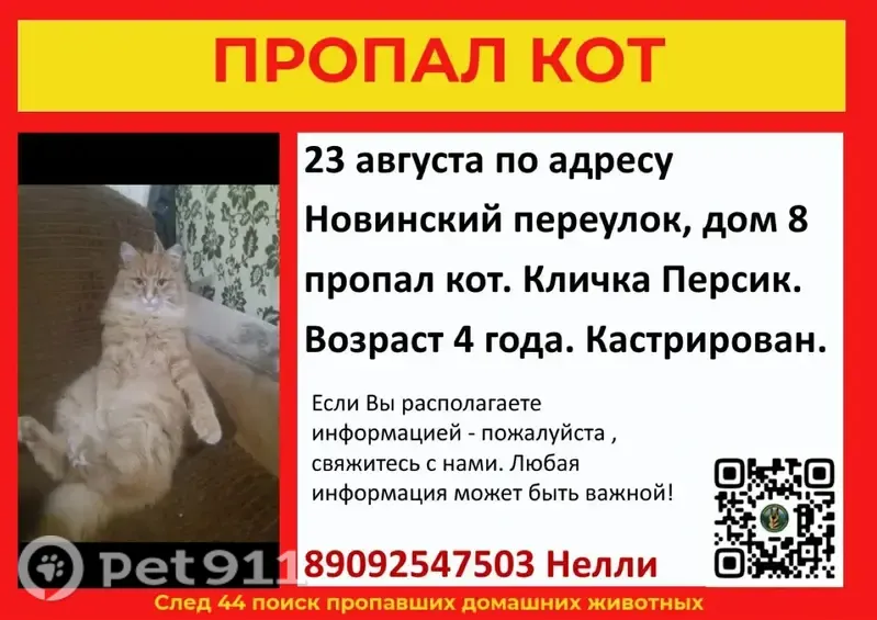 Пропала кошка, Новинский, Кострома - photo