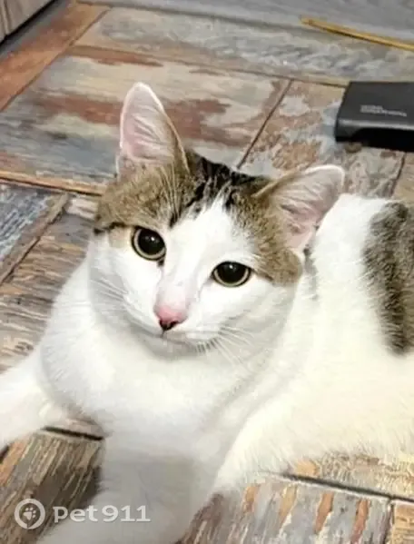 Кошка ищет дом, Балашиха, Горенский, д. 3 — ласковая, здоровая - photo