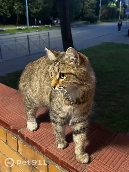 Найдена кошка, Одинцово — очень ручная, ласкается, не боится людей - photo