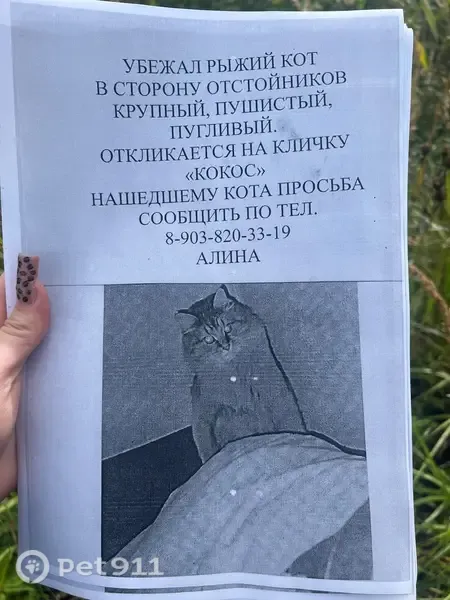 Пропала кошка, Ярославль, Александра Невского, д. 3 - photo