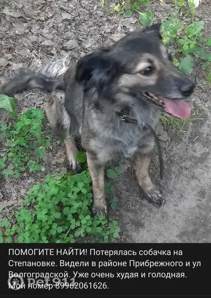Пропала собака, Богдана Хмельницкого, д. 5Д, Томск — небольшая, коричневая, уши висят - photo