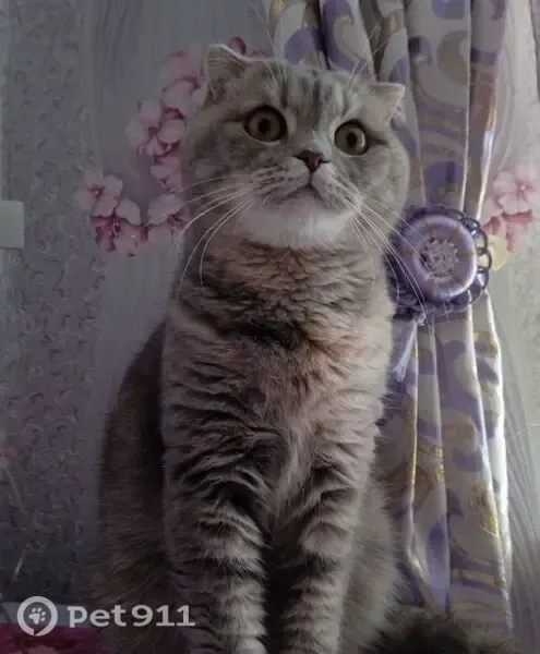 Пропала кошка, Находка - photo