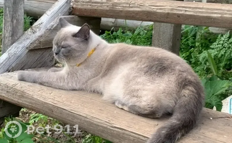 Пропала кошка, Деревня Новая Мельница, Новоселов, д. 21, Новая Мельница — британская короткошерстная, голубые глаза - photo