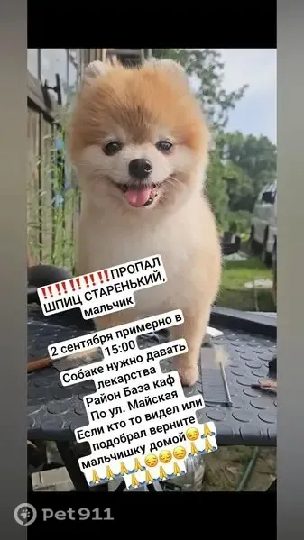 Пропала собака, Хабаровск, Майская, д. 24 — любимый старичок по кличке Рей - photo