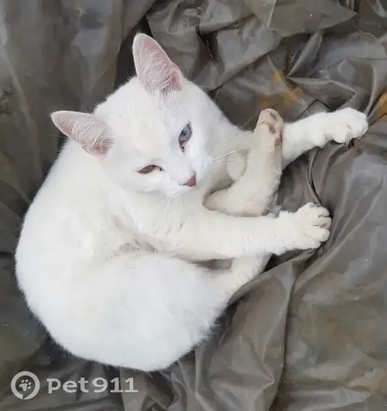 Пропала кошка, Иваново, 1-я Рощинская — белая, глаза разного цвета - photo