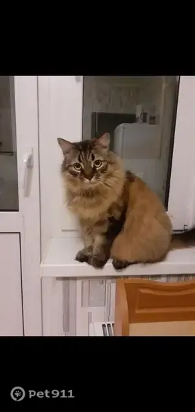 Пропала кошка, д. Макшеево, Клин — домашняя, 12 лет, откликается на кличку Бэкс - photo