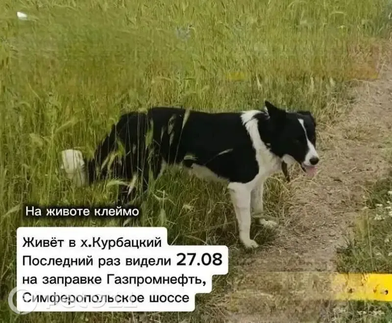 Пропала собака, Хутор Курбацкий — бордер-колли Виски, 5 лет, есть клеймо на животе - photo