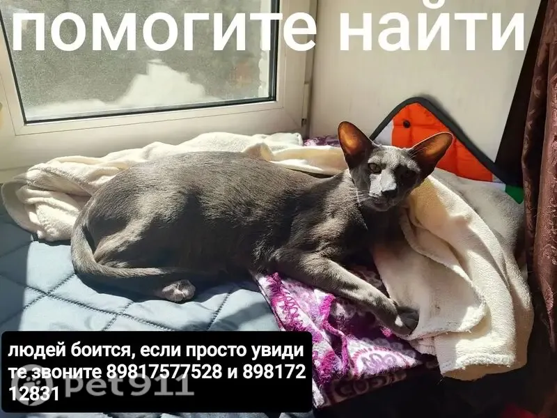 Пропала кошка, Чёрной речки, д. 24, Санкт-Петербург — ориентальная кошка, большие ушки - photo