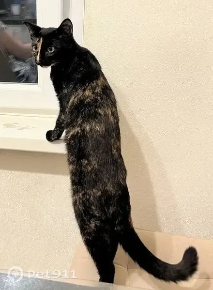 Пропала кошка, Котельники, Кузьминская, д. 17, Котельники — черепаховый окрас, зелёные глаза - photo