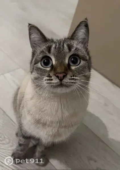 Пропала кошка, Елабуга, Веселый, д. 3 — за ней гнался кот - photo