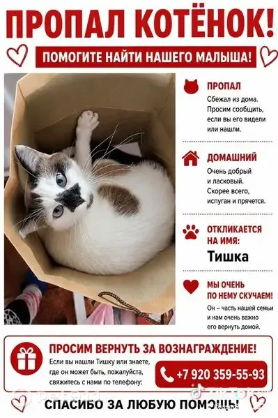 Пропала кошка Мальчик, Иваново (rl1250948) - photo