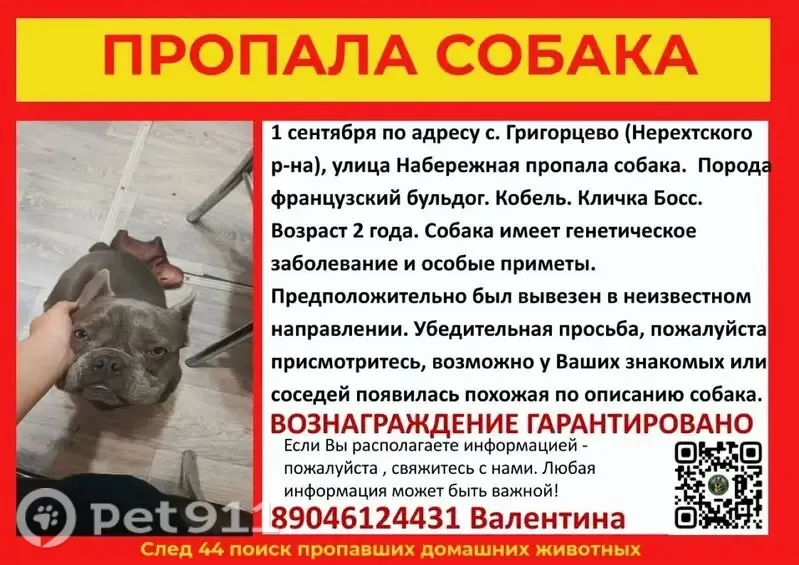 Пропала собака, Село Григорцево, Набережная — кобель - photo