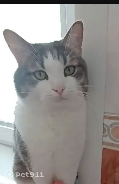 Пропала кошка, Королева, д. 6, Тольятти — кот Тишка, серо-белый - photo