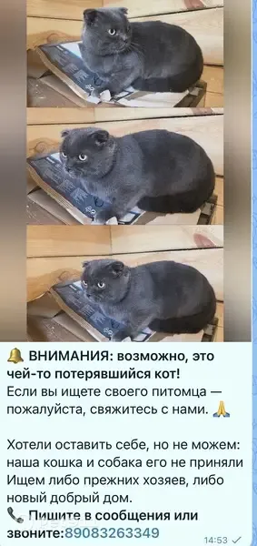 Кошка ищет дом, Черногорск - photo