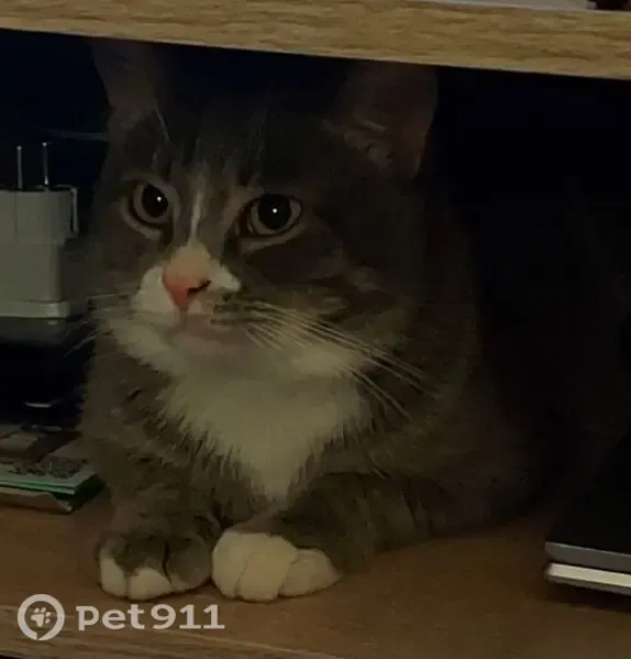 Пропала кошка, Щёлково, Беляева, д. 21 — серо-белый кот - photo