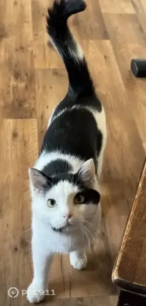 Пропала кошка, Открытое, д. 24 6, Москва — пугливая, но ласковая - photo