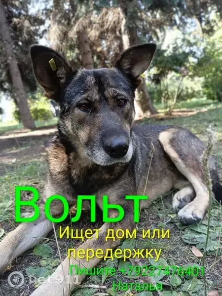 Собака ищет дом, Копейск, Славы — Вольт с грустными глазами - photo