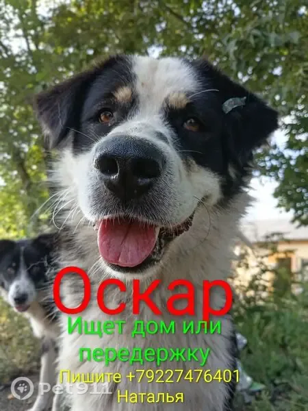 Собака ищет дом, Копейск, Славы, Копейск — Оскар любит людей и прогулки - photo