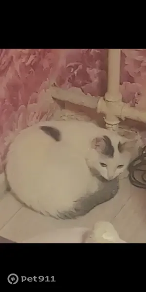 Пропала кошка, Полевая, д. 10, Нижний Новгород — девочка, дикая с чужими - photo