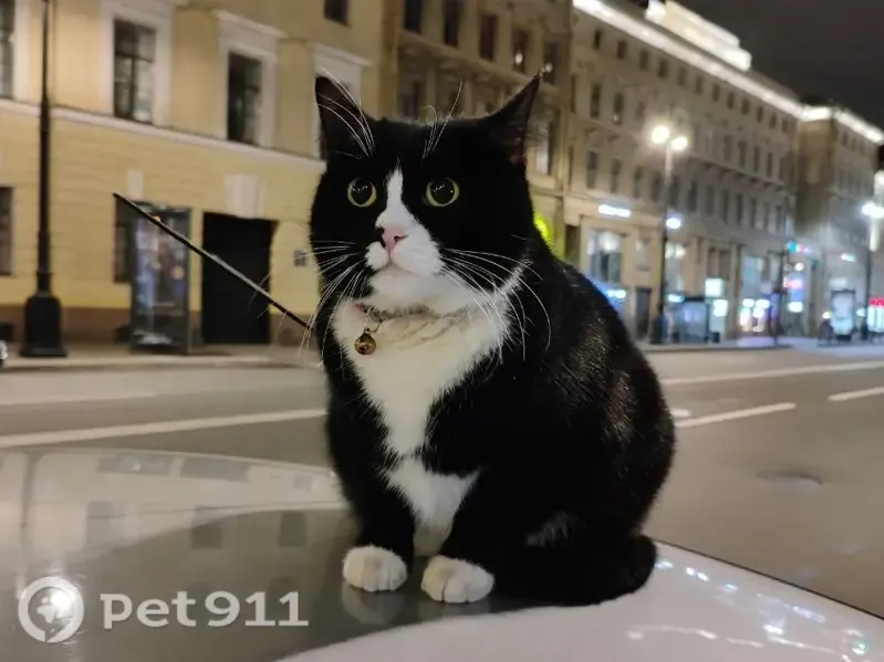Найдена кошка, Санкт-Петербург, Московский, д. 8 — чёрно-белая с ошейником и колокольчиком - photo