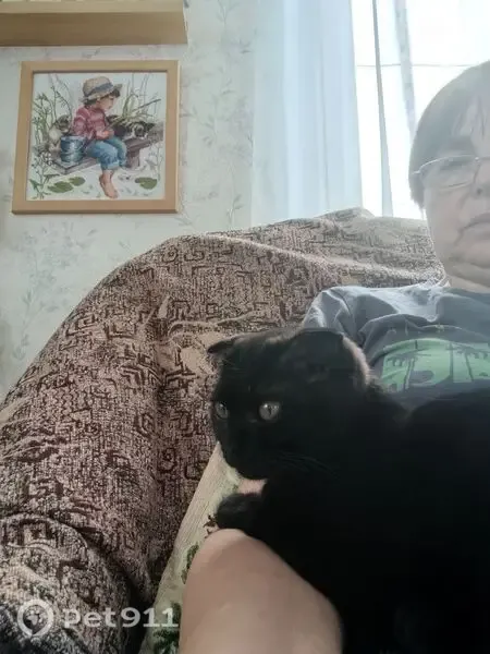 Пропала кошка, Округ Центральный (г Омск), д. 169, Омск — чёрная, с загнутыми ушками - photo