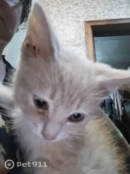 Кошка ищет дом, Лиски, 9 Мая, Лиски — спокойная, приучена к лотку - photo