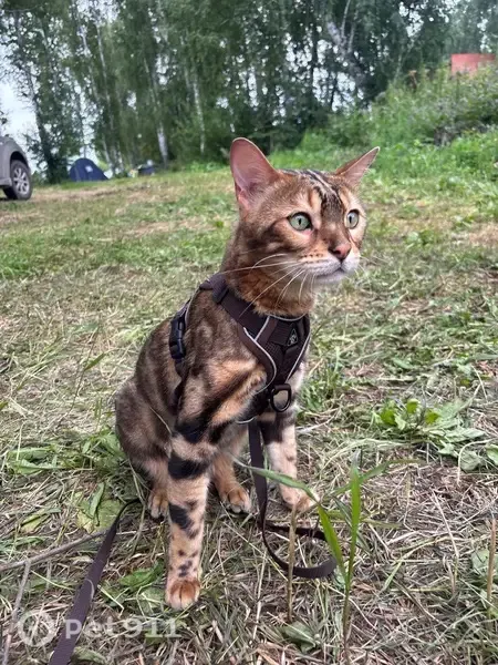 Пропала кошка, Декабристов, д. 4, Полевской — бенгал - photo
