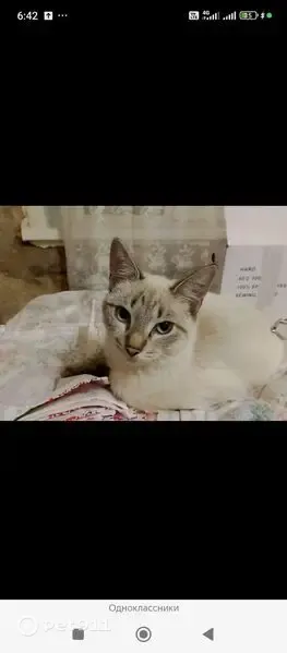 Пропала кошка, Комсомольск — сиамский кот, 2 года - photo