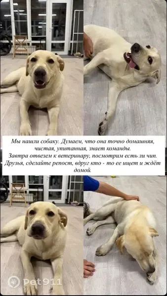 Найдена собака, деревня Шинерпоси — ухоженная девочка-лабрадор - photo