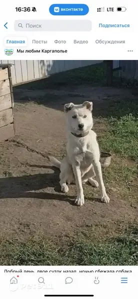 Пропала собака, Рабочий поселок Каргаполье, Свободы, Каргаполье — белого окраса, кобель - photo
