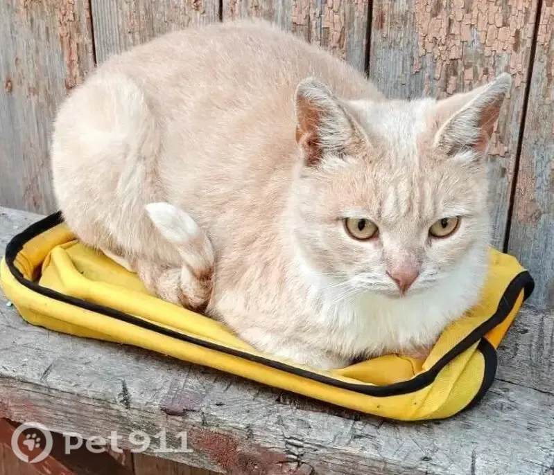 Пропала кошка, Андриабужная, Орёл — кот Барсик, частный сектор - photo