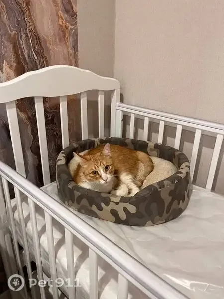 Пропала кошка, Ягодная, д. 5 4, Вологда — рыжий с белым окрасом, домашний кот - photo