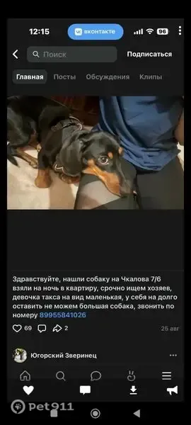 Пропала собака, Югорск, Чкалова, д. 7 - photo
