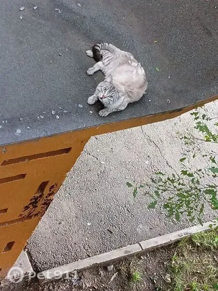 Найдена кошка, кот, Володарского, д. 1, Абакан — крупный серый метис британца - photo