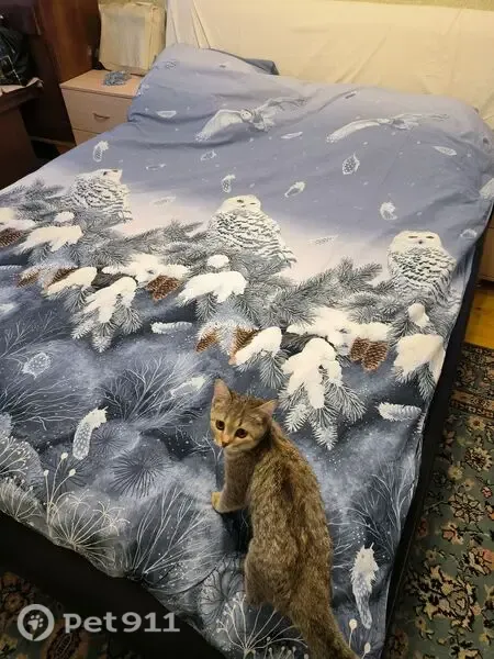 Пропала кошка, Колхозная, д. 7, Коркино — ласковая и общительная - photo