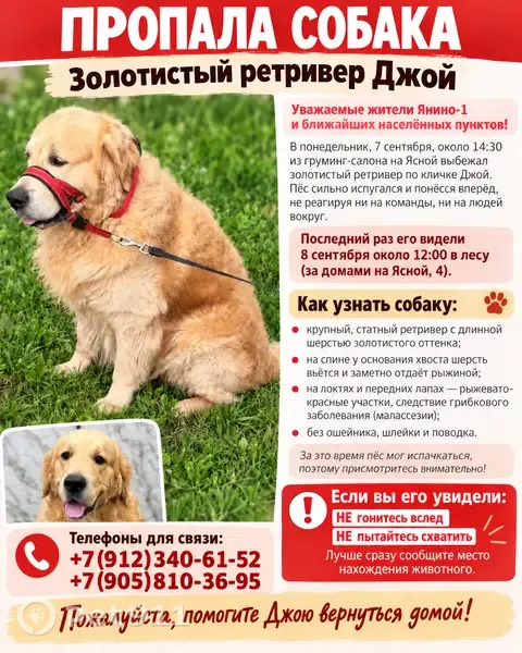 Пропала собака, Городской поселок Янино-1, Ясная, д. 4 1, Янино-1 — золотистый ретривер, 5 лет - photo