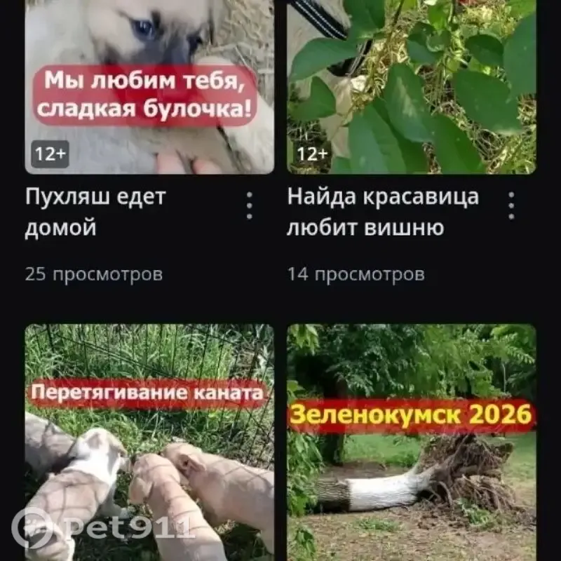 Пропала собака, Зеленокумск — рыжая, небольшая, у щенков тёмная маска - photo