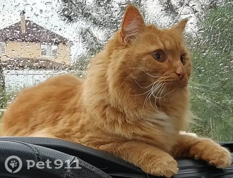 Пропала кошка, Деревня Лихун (г Калуга), 1-й Молодёжный, Калуга — рыжий кот, 5 лет - photo