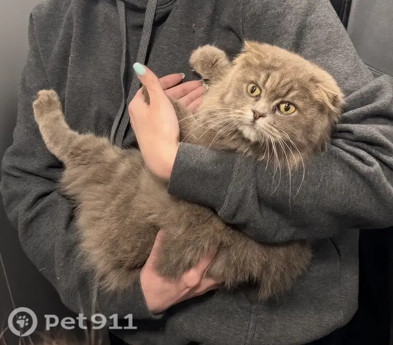 Найдена кошка Девочка, Москва (rf1255211) - photo
