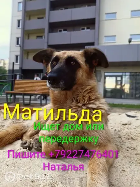 Собака ищет дом, Копейск (RH1255336) - photo