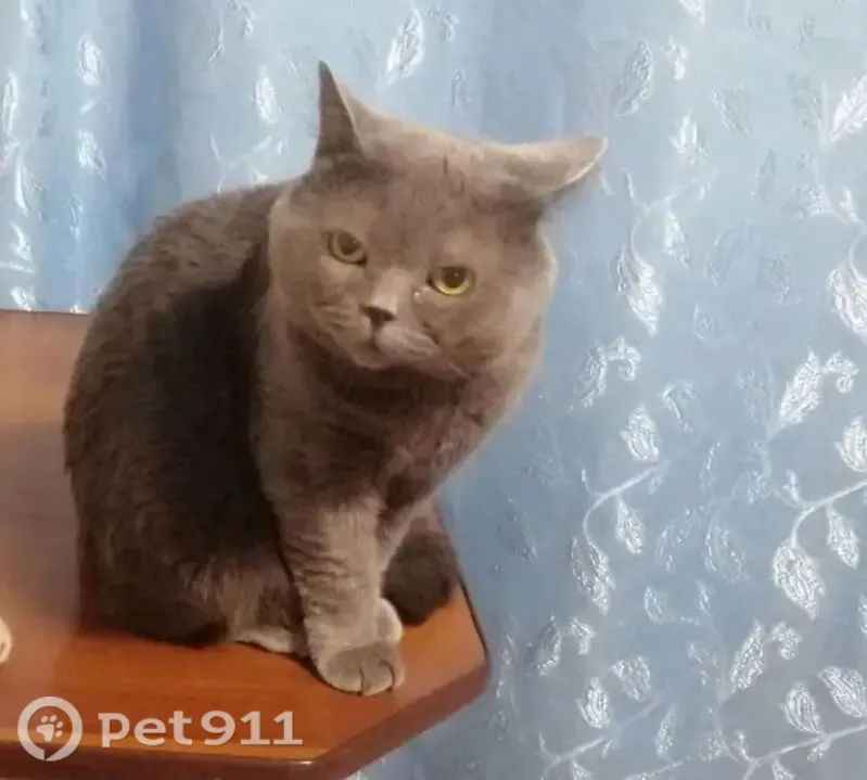 Пропала кошка, Запорожская 61, Новокузнецк — кот британец - photo