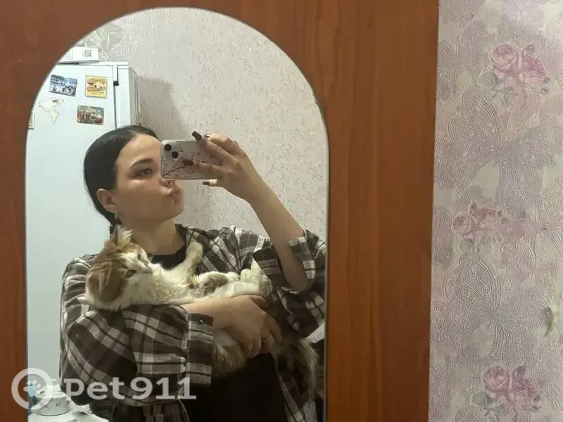 Пропала кошка Мальчик, Чебоксары (rl1255563) - photo