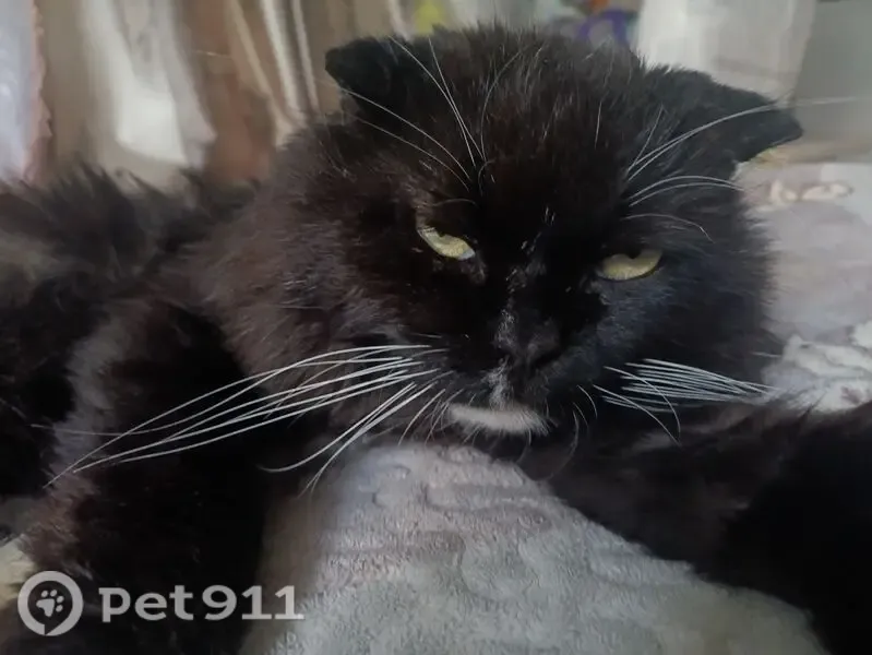 Пропала кошка, Академика Веденеева, д. 55, Пермь — 8–10 лет, длинношёрстная - photo