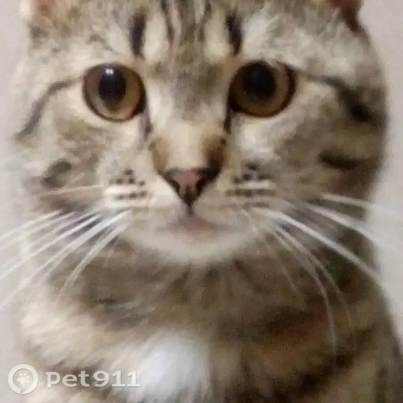 Пропала кошка, кот мужского пола, Район Железнодорожный (г Ульяновск), Зеленая, Ульяновск — коричнево-бежевый, пятнистый - photo