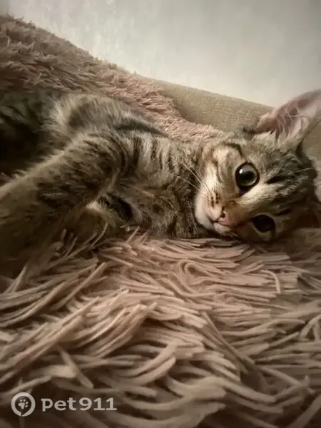 Кошка ищет дом, Егорьевск — ласковая, приучена к лотку - photo