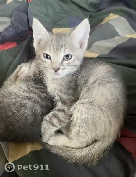 Кошка ищет дом, Омск, 2-я Кировская, Омск — родилась 10 июля - photo