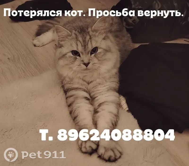 Пропала кошка, Горького, д. 50, Хабаровск — жёлто-зелёные глаза - photo